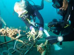 Ekowisata Laut 2025: Menikmati Keindahan Bawah Laut dengan Cara Berkelanjutan